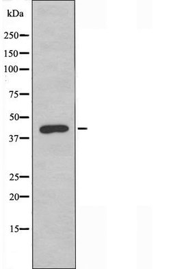 Invitrogen GPR132 Polyclonal Antibody 100 &mu;L; Unconjugated:Antibodies,