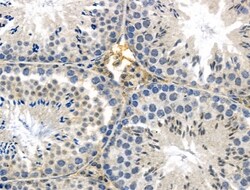 Invitrogen GPR135 Polyclonal Antibody 100 &mu;L; Unconjugated:Antibodies,