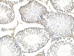 Invitrogen GPR135 Polyclonal Antibody 100 &mu;L; Unconjugated:Antibodies,