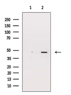 Invitrogen GPR135 Polyclonal Antibody 100 &mu;L; Unconjugated:Antibodies,