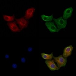 Invitrogen GPR144 Polyclonal Antibody 100 &mu;L; Unconjugated:Antibodies,