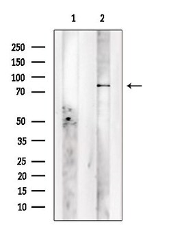 Invitrogen GPR149 Polyclonal Antibody 100 &mu;L; Unconjugated:Antibodies,