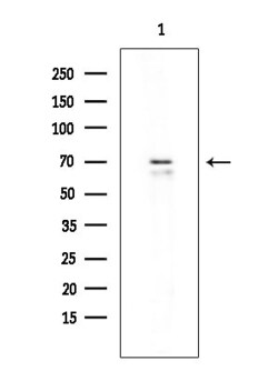 Invitrogen GPR156 Polyclonal Antibody 100 &mu;L; Unconjugated:Antibodies,