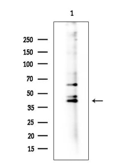 Invitrogen GPR157 Polyclonal Antibody 100 &mu;L; Unconjugated:Antibodies,