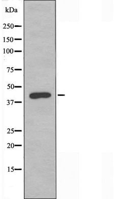 Invitrogen GPR173 Polyclonal Antibody 100 &mu;L; Unconjugated:Antibodies,