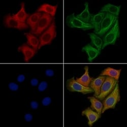 Invitrogen GPRC5D Polyclonal Antibody 100 &mu;L | Buy Online | Invitrogen&trade; | Fisher Scientific