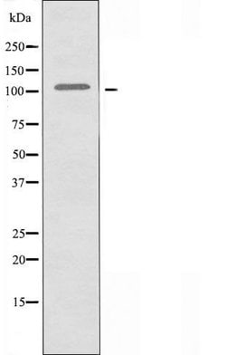 Invitrogen GPRC6A Polyclonal Antibody 100 &mu;L; Unconjugated:Antibodies,