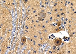 Invitrogen GPR34 Polyclonal Antibody 100 &mu;L; Unconjugated:Antibodies,