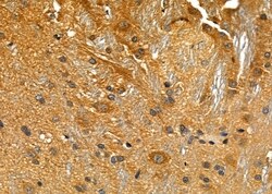 Invitrogen GPR34 Polyclonal Antibody 100 &mu;L; Unconjugated:Antibodies,