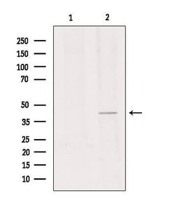 Invitrogen GPR34 Polyclonal Antibody 100 &mu;L; Unconjugated:Antibodies,