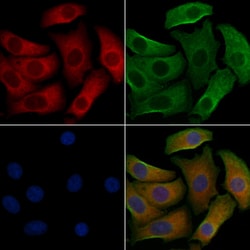 Invitrogen HRH1 Polyclonal Antibody 100 &mu;L; Unconjugated:Antibodies,