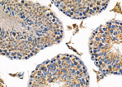 Invitrogen HRH1 Polyclonal Antibody 100 &mu;L; Unconjugated:Antibodies,