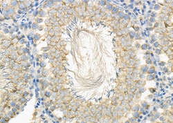 Invitrogen HRH1 Polyclonal Antibody 100 &mu;L; Unconjugated:Antibodies,