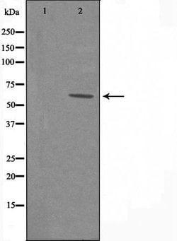 Invitrogen HRH1 Polyclonal Antibody 100 &mu;L; Unconjugated:Antibodies,