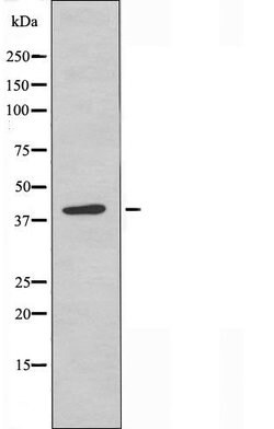 Invitrogen MCHR2 Polyclonal Antibody 100 &mu;L; Unconjugated:Antibodies,