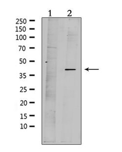 Invitrogen mPR alpha Polyclonal Antibody 100 &mu;L; Unconjugated:Antibodies,