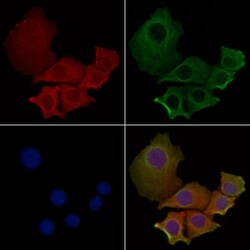 Invitrogen MRGPRE Polyclonal Antibody 100 &mu;L; Unconjugated:Antibodies,