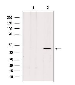 Invitrogen MTNR1B Polyclonal Antibody 100 &mu;L; Unconjugated:Antibodies,