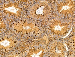 Invitrogen NPY2R Polyclonal Antibody 100 &mu;L; Unconjugated:Antibodies,