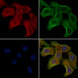 Invitrogen OR10A4 Polyclonal Antibody 100 &mu;L; Unconjugated:Antibodies,