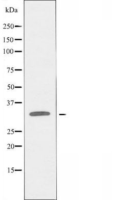 Invitrogen OR10AG1 Polyclonal Antibody 100 &mu;L; Unconjugated:Antibodies,