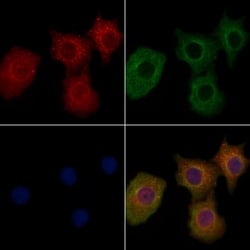 Invitrogen OR10C1 Polyclonal Antibody 100 &mu;L; Unconjugated:Antibodies,