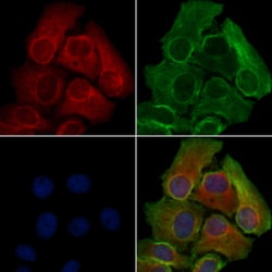 Invitrogen OR10G2 Polyclonal Antibody 100 &mu;L; Unconjugated:Antibodies,