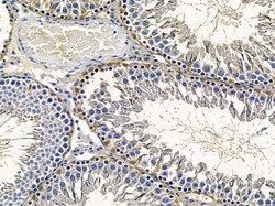 Invitrogen OR10G2 Polyclonal Antibody 100 &mu;L; Unconjugated:Antibodies,