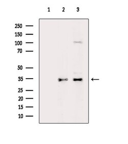 Invitrogen OR10G2 Polyclonal Antibody 100 &mu;L; Unconjugated:Antibodies,