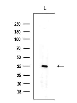 Invitrogen OR10G2 Polyclonal Antibody 100 &mu;L; Unconjugated:Antibodies,