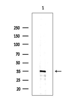 Invitrogen OR10G2 Polyclonal Antibody 100 &mu;L; Unconjugated:Antibodies,