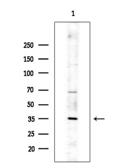 Invitrogen OR10G2 Polyclonal Antibody 100 &mu;L; Unconjugated:Antibodies,
