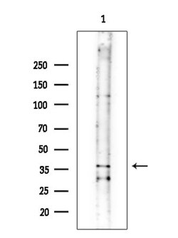 Invitrogen OR10G2 Polyclonal Antibody 100 &mu;L; Unconjugated:Antibodies,