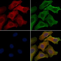 Invitrogen OR10J6P Polyclonal Antibody 100 &mu;L; Unconjugated:Antibodies,