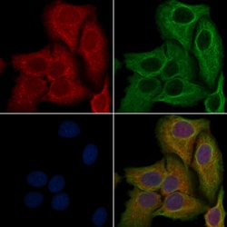 Invitrogen OR11L1 Polyclonal Antibody 100 &mu;L; Unconjugated:Antibodies,
