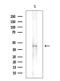 Invitrogen OR11L1 Polyclonal Antibody 100 &mu;L; Unconjugated:Antibodies,