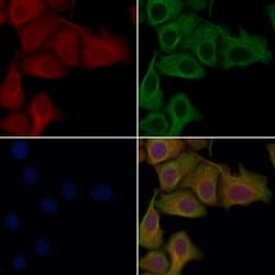 Invitrogen OR13C3 Polyclonal Antibody 100 &mu;L; Unconjugated:Antibodies,