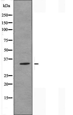 Invitrogen OR2T11 Polyclonal Antibody 100 &mu;L; Unconjugated:Antibodies,