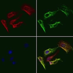 Invitrogen OR4F4/OR4F5/OR4F17 Polyclonal Antibody 100 &mu;L; Unconjugated:Antibodies,