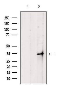 Invitrogen OR4F4/OR4F5/OR4F17 Polyclonal Antibody 100 &mu;L; Unconjugated:Antibodies,