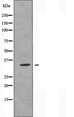 Invitrogen OR51G2 Polyclonal Antibody 100 &mu;L; Unconjugated:Antibodies,