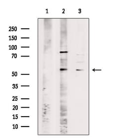 Invitrogen OR51I2 Polyclonal Antibody 100 &mu;L; Unconjugated:Antibodies,