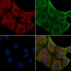 Invitrogen OR51T1 Polyclonal Antibody 100 &mu;L; Unconjugated:Antibodies,