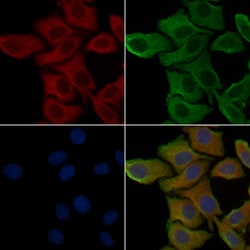 Invitrogen OR52B2 Polyclonal Antibody 100 &mu;L; Unconjugated:Antibodies,