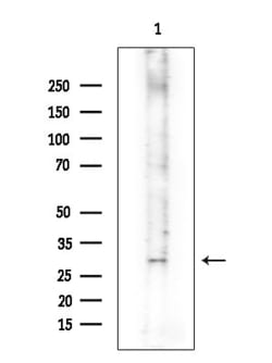 Invitrogen OR52B2 Polyclonal Antibody 100 &mu;L; Unconjugated:Antibodies,