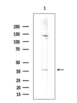 Invitrogen OR52B2 Polyclonal Antibody 100 &mu;L; Unconjugated:Antibodies,
