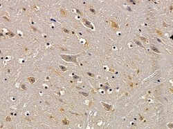Invitrogen OR52D1 Polyclonal Antibody 100 &mu;L; Unconjugated:Antibodies,