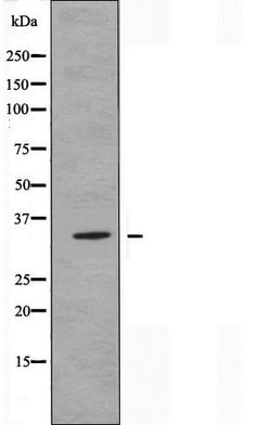Invitrogen OR52D1 Polyclonal Antibody 100 &mu;L; Unconjugated:Antibodies,