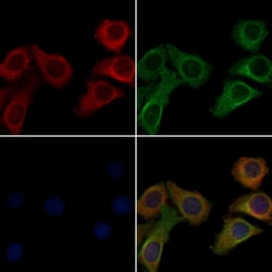 Invitrogen OR5AU1 Polyclonal Antibody 100 &mu;L; Unconjugated:Antibodies,