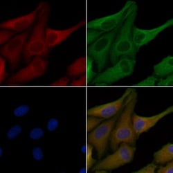 Invitrogen OR6C68 Polyclonal Antibody 100 &mu;L; Unconjugated:Antibodies,